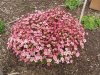 spring flowers 004 (Small).JPG