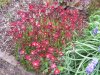 spring flowers 007 (Small).JPG