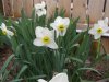 spring flowers 008 (Small).JPG