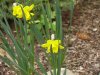 spring flowers 009 (Small).JPG