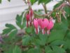 spring flowers 010 (Small).JPG
