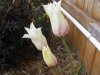 spring flowers 012 (Small).JPG