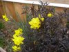 spring flowers 013 (Small).JPG