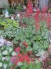 coral bells shade garden (Small).JPG