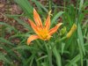 Daylily 1.jpg
