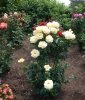 DSCN4516.JPG