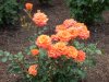 DSCN4520.JPG