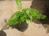 poinciana0002.jpg
