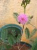mimosa0002.jpg