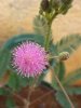 mimosa0004.jpg