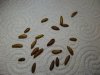 Olive08.jpg