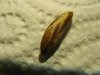 Olive03.jpg
