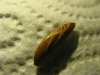Olive04.jpg
