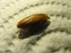 Olive05.jpg