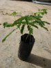 Poinciana102.jpg