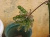 mimosaPODS1.JPG
