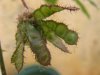 mimosaPODS2.JPG