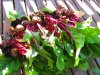 beet_email.JPG