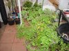 dsc06817.jpg