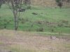 morningkangaroosandhorses.JPG