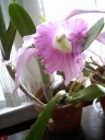 Crazy Orchid Lady