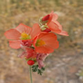petals