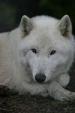 White_Wolfe