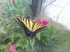 desertflower