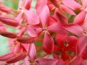 crazyboutflowers