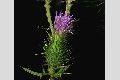 bullthistle