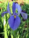 louisiana-blooms
