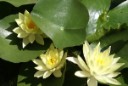 mysisterdalesgarden