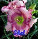 ssnlaf