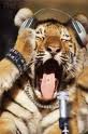 tigris_nl