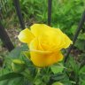 bloomers