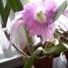 Crazy Orchid Lady
