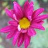 Anemone