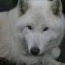 White_Wolfe