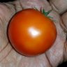 xantedeschia