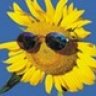 SunflowerOcity