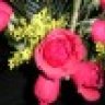 redrose