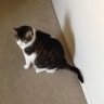 Ms kitty 01