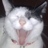 Squeaky