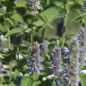GardenintheCountry