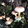 Saproxylic