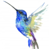 Hummingbird