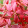 crazyboutflowers