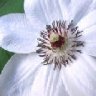 budagardener