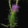 bullthistle