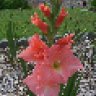flower1lady2000